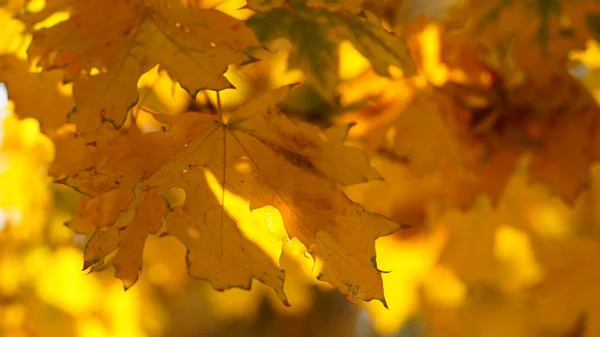 Жовтий лист на дереві. Золоте кленове листя на розмитому тлі. Сонячне листя в осінньому парку . — стокове фото