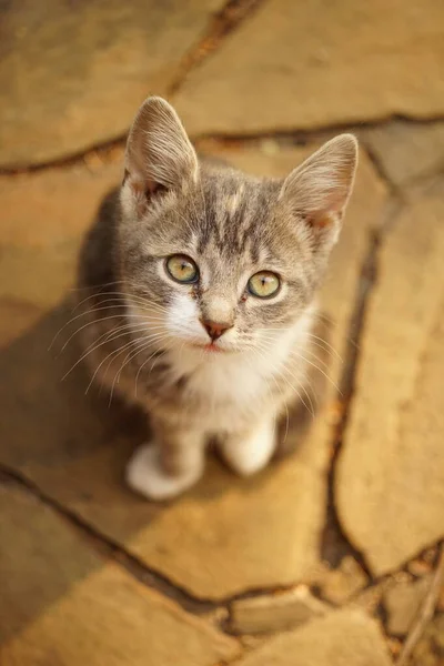 Tricolor kitten portrait. View from top to bottom. Cute domestic animals. Maneki neko cat. — Stock Photo, Image