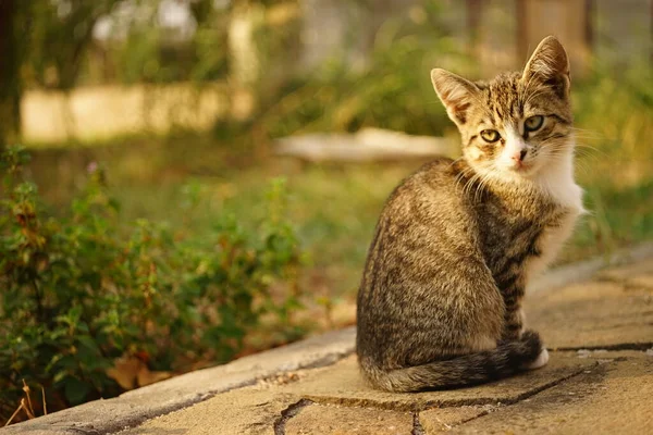 Tabby cica kültéri portré. Oldalnézetből. Aranyos háziállatok. Állatbarát pihenés a kertben — Stock Fotó