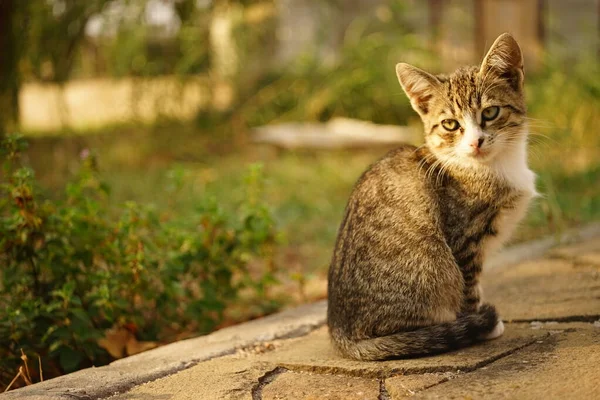 Tabby kattunge utomhus porträtt. Sidovy. Söta husdjur. Sällskapsdjur koppla av i trädgården — Stockfoto