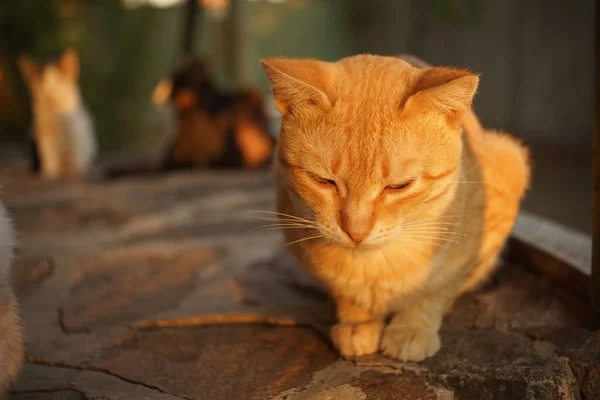 Chat se détendre sur le sol en pierre extérieur, la lumière du coucher du soleil . — Photo