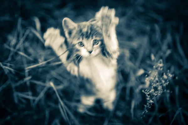 Kattattack. Den attackerande kattungen. Rabies husdjur. Dimsyn. — Stockfoto