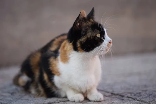 Tricolor katt liggande på stengolvet på Sommargården — Stockfoto