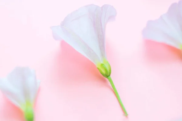 Pembe kağıttaki küçük narin çiçekler, aşırı yumuşak seller — Stok fotoğraf