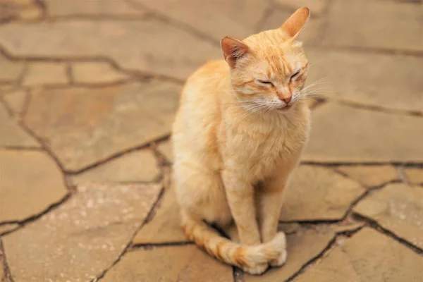 Милий імбирний кіт сидить на відкритому повітрі. Розслабляючий портрет домашньої тварини на кам'яній підлозі . — стокове фото