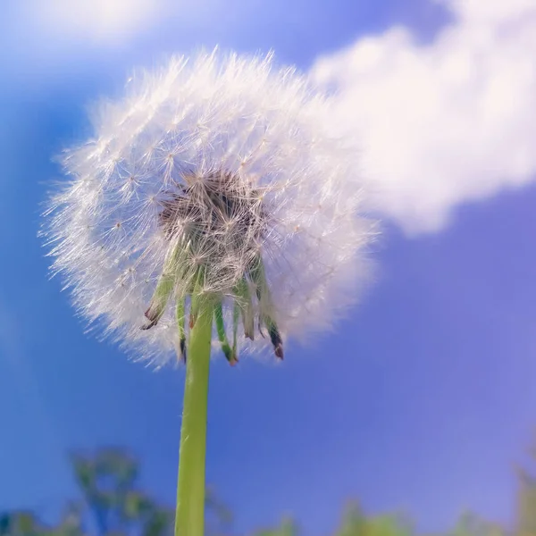 Pissenlit duveteux blanc contre le ciel bleu avec des nuages . — Photo