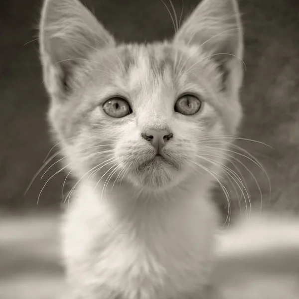 Yaz günü genç kedi yavrusu closeup portre, bw fotoğraf. — Stok fotoğraf