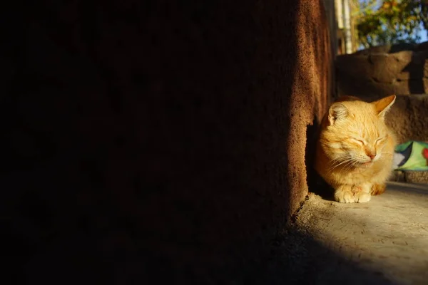 Gember kat ontspannen in zonnige tuin in lichte manier. Grote zwarte schaduw op het huis — Stockfoto