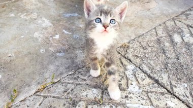 Üç renkli kedi portresi. Tepeden tırnağa bak. Sevimli evcil hayvanlar. Maneki Neko kedisi