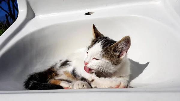 white kitten is clean paws in a white sink.