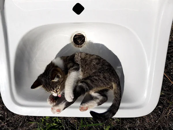 Chaton se lave dans un évier blanc . — Photo