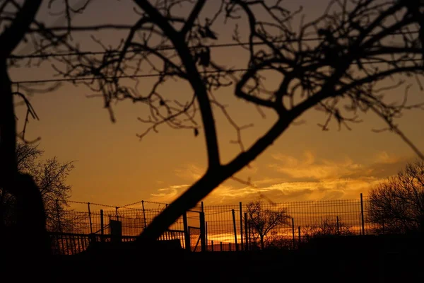 Siluetas de árbol al atardecer naranja . — Foto de Stock