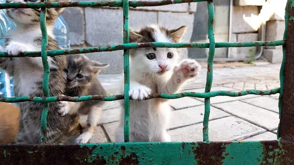 Kiscicák játszanak a régi mesh kerítés, cica mászni fel. — Stock Fotó