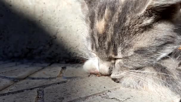 Jasnoszary kotek śpi, zbliżenie twarzy, słoneczny plener — Wideo stockowe