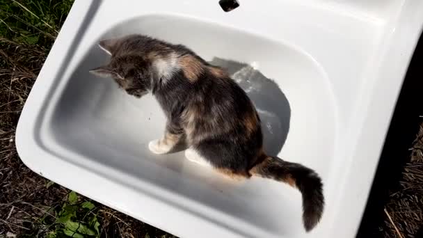 Tricolor Gatinho Corpo Limpo Uma Pia Branca Jardim Outono Ensolarado — Vídeo de Stock