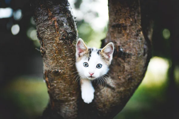 Funny white kitten sits on a tree. Portrait of an domestic cat. — Zdjęcie stockowe