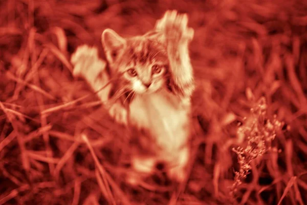 Нападение кошки. Нападающий котенок. Бешеные домашние животные. Красное тонированное изображение. Размытый . — стоковое фото