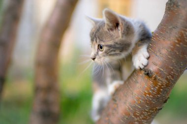 Gri kedi yavrusu ağaçta oturur ve avlanır..