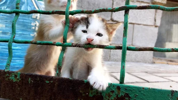 Gatitos se juegan con la vieja cerca de malla, mordedura de gatito blanco metal oxidado . — Foto de Stock