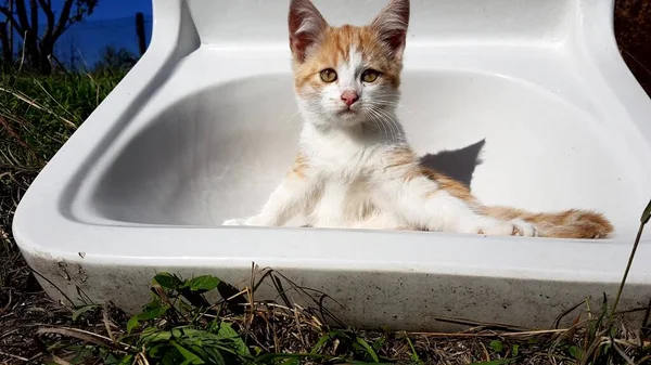 Beyaz lavaboda oturan komik kızıl kedi yavrusu. Güneşli sonbahar bahçesi. — Stok fotoğraf