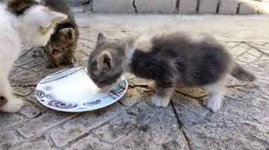 İki kedi yavrusu, taş zemindeki bir çay tabağından süt içerler..