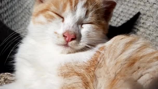 Ginger Kitten Sleeping Face Closeup Calm Breathing — Stock Video