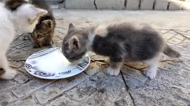 Two Kittens Drink Milk Saucer Outdoor Stone Floor — Stock Video