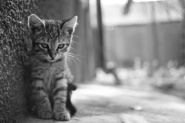 Tabby kedi yavrusu portre açık oturuyor. Güneşli bir gün. Siyah beyaz fotoğraf. — Stok fotoğraf