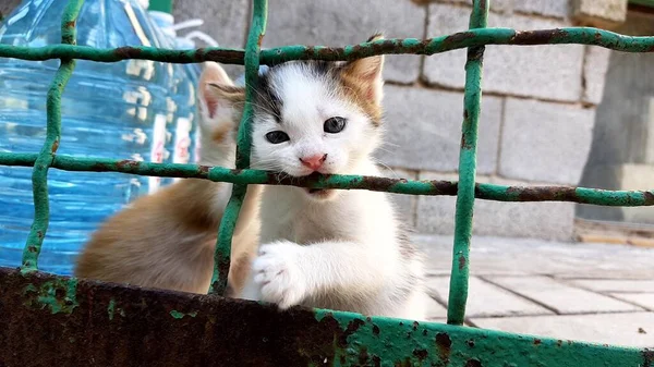 Маленькі кошенята граються зі старим сітчастим парканом, білий кошеня кусає іржавий метал . — стокове фото