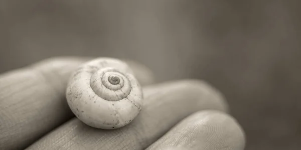 Snail shell in female fingers, macro photo, black and white — Stock Photo, Image