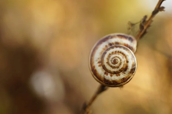 Ślimak powłoki na gałęzi w ogrodzie letnim, makro zdjęcie — Zdjęcie stockowe