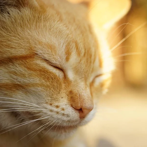 Gatto dorme all'aperto in estate sole gaden, primo piano viso, macro foto — Foto Stock