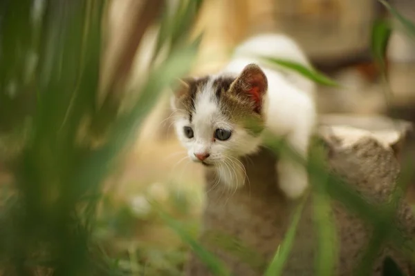 Carino gioco gattino bianco o la caccia in giardino, cacciatore di gatti . — Foto Stock