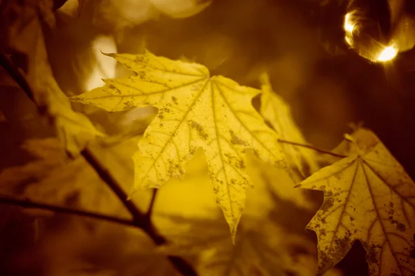 As folhas de bordo de outono amarelas crescem em uma árvore, bokeh marrom quente . — Fotografia de Stock