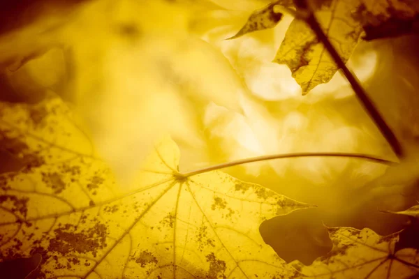 Mooie warme herfst achtergrond met esdoorn bladeren en zonlicht, selectieve kunst focus — Stockfoto