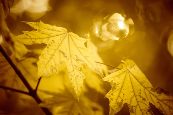 Желтые осенние кленовые листья растут на дереве, теплый солнечный свет . — стоковое фото