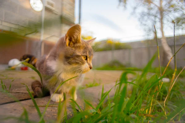 Gatito sentado en el jardín cerca de la hierba verde al atardecer, el pequeño gato Maneki Neko . — Foto de Stock