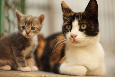 maneki neko kedi dinlenme açık, gevşeme evcil hayvanlar