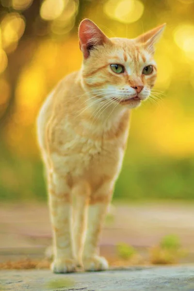 Retrato de gato de gengibre adorável em um fundo de um jardim amarelo quente ao pôr do sol — Fotografia de Stock