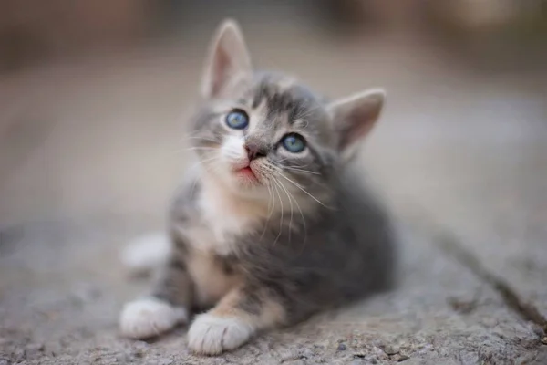 Een klein lichtgrijs katje ligt buiten op een stenen vloer. Schattig huisdier portret. — Stockfoto