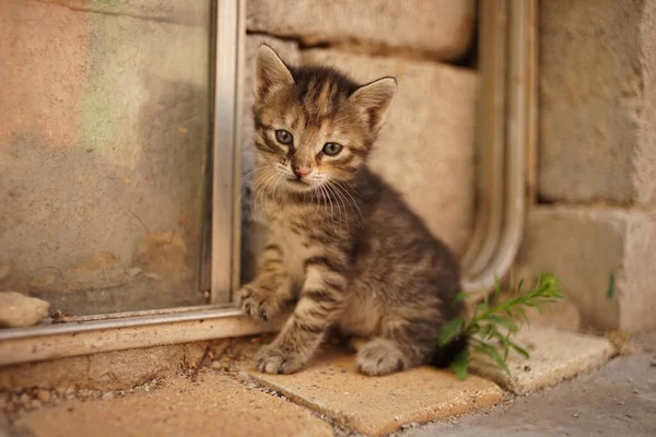 Tabby baby kitten sitting outdoor. Cute kitty closeup portrait — Stock Photo, Image