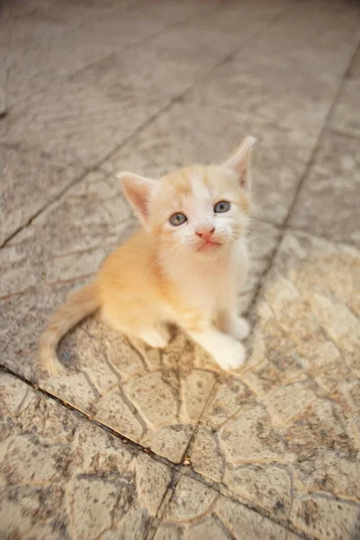 Kızıl kedi yavrusu portresi. Komik evcil hayvanlar.. — Stok fotoğraf