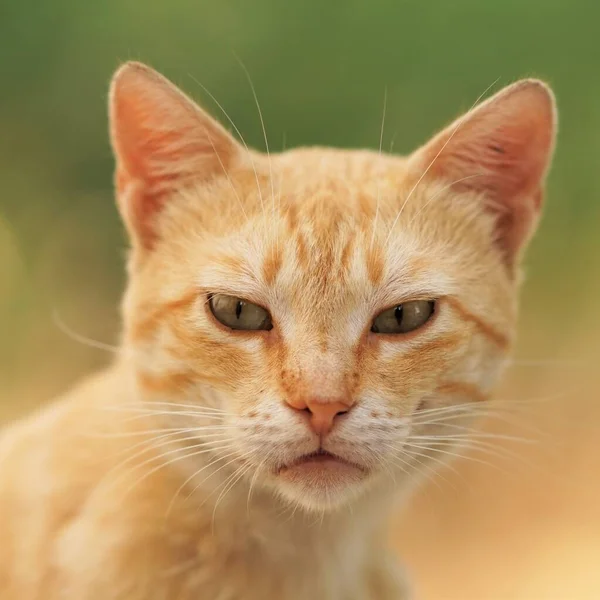 Roodharig kat portret, close-up gezicht met een interessante look. — Stockfoto