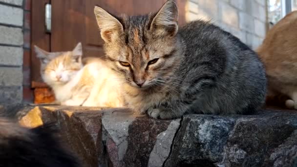 Γκρι Tabby Γατάκι Ξεκουράζεται Στο Ηλιοβασίλεμα Εξωτερικούς Χώρους — Αρχείο Βίντεο