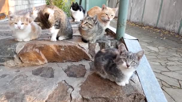 Gatinho Cinza Pálido Descansando Pôr Sol Livre — Vídeo de Stock