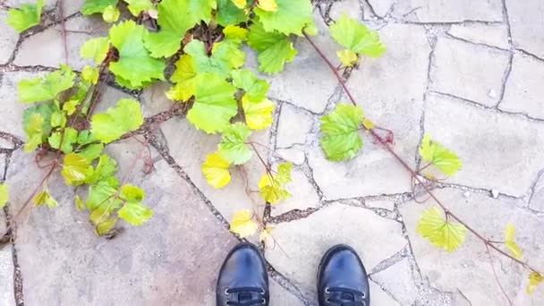 石の床に黒い革のブーツ緑のブドウの葉の近くトップのビュー — ストック動画