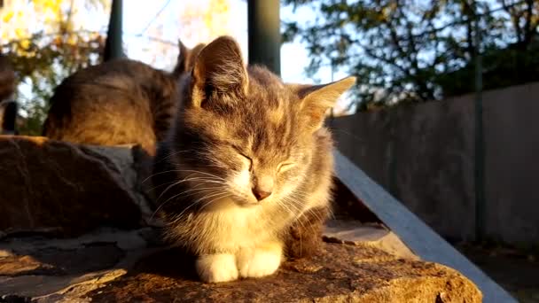 Kucing Abu Abu Pucat Beristirahat Luar Rumah Saat Matahari Terbenam — Stok Video