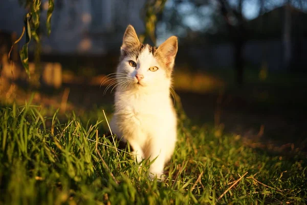 Gatito blanco sentado en el jardín al atardecer — Foto de Stock