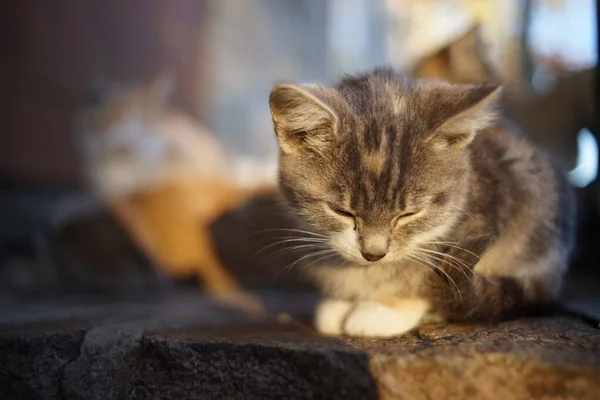 Gatito tricolor se relaja en la puerta al atardecer — Foto de Stock