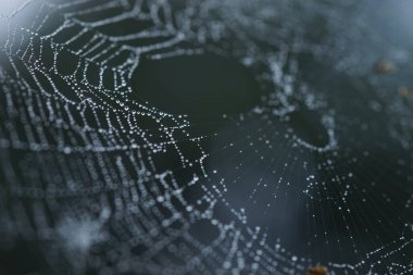 yağmur damlacıkları örümcek ağı, makro görüntü